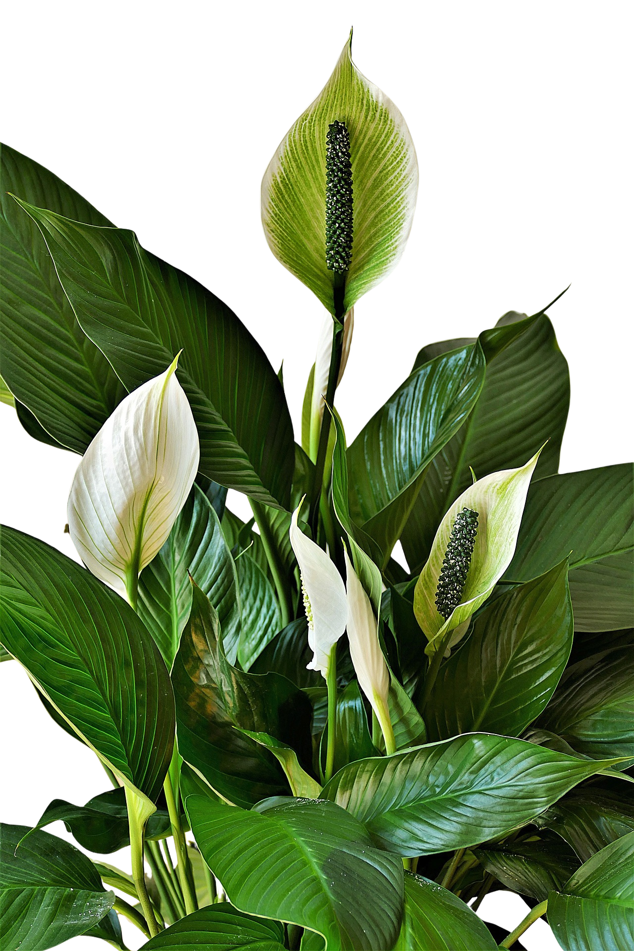 Peace Lily (6” Spathiphyllum)